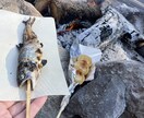 食べ物や風景を撮っています 綺麗に撮るよう心掛けています。 イメージ4