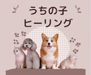 うちのこ(ペット)のエネルギー調整いたします アニマルヒーリング　ストレス解消 イメージ1