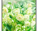 福岡の猫好きがあなたを癒します 色んな話しをして1日の疲れをとります!! イメージ7