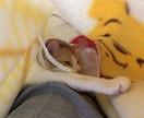 愛玩動物看護師がペットのお悩み解決します イヌネコ(エキゾチック応相談)愛玩動物看護師にお悩み相談 イメージ2