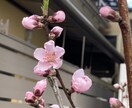 自閉症、多動の子育てママさん応援してます 必ず幸せだと感じる時が来ます。一緒に頑張りましょう！ イメージ1