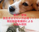 ペット（犬・猫）の健康のお悩み解決します 愛犬、愛猫の病気や健康について現役動物看護師が解決！！ イメージ1