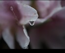 花のおしゃれなオリジナル写真素材を提供します WEBサイト・ロゴ・バナーなどに！4608 x 3456 イメージ10
