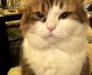 革に電熱ペンで愛猫(リアル画)を描きます 牛革に電熱ペンで焼きつけながらセピアの陰影で絵を描きます。 イメージ2