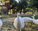 三毛猫屋、心がふんわりラクになる話し相手になります 頑張りすぎていませんか？ひと息ついてここでお話ししませんか？ イメージ2