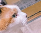 なんでもお話聞きます 仕事での愚痴や好きな人の相談などどんな話でも親身に聞きます！ イメージ1