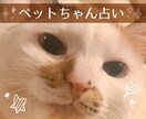 ペットちゃんの誕生日を占いからご提示いたします ペットちゃんの性格やエピソードからピッタリなお誕生日を提案★ イメージ1