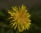 植物、食材を中心に色々な写真を投稿します ミクロの世界への挑戦と探検。まだ見ぬ世界へ。 イメージ1