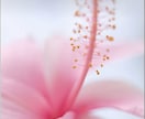 魂しいの刻印をお伝えします ご自身の本質を知ってみませんか？ イメージ3