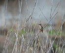 分からない野鳥教えます 〜初心者から最短で野鳥博士になりませんか？〜 イメージ2