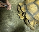 獣医師★珍しいペットの健康・お悩み相談お受けします 犬猫以外の珍しい動物の専門医に気軽にお悩み相談出来る窓口です イメージ3