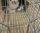 脱走した猫の探し方を状況別に具体的にお伝えします 初動で発見率は大きく変わります。まずは落ち着いて相談を イメージ5