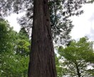 縁結び。あなたの恋を願います 全国の神社を周っています。一緒に光を見いだします！ イメージ2
