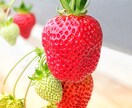 イチゴの作り方教えます イチゴを生産しています。ぜひ聞いてみて下さい。 イメージ2