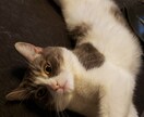 私は、生きる使命として人助けをします これからの時代を生きる方法を教えます！ イメージ1