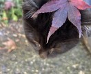 猫ちゃんの可愛い写真を送ります。ます 猫ちゃんだけじゃなくて牛さんの写真や季節の写真を送ります。 イメージ1