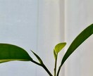 完全予約制１５分コース／今後出会う人を霊視で視ます あなたのことを好きな人がいるのか霊視鑑定します イメージ1