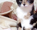 闘病や猫の話ができます 病気の事での入院話猫の話ができます イメージ1