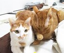 画像編集・加工！悩んだらまず聞いてください！！ます お急ぎ・枚数・金額お気軽にご相談してください。 イメージ3