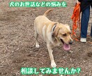 犬のお世話などの悩みをドッグトレーナーが聞きます 犬のお世話などの悩みを相談してみませんか？ イメージ1