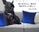 ペット（犬専門）パーソナルカラー診断します 犬パーソナルカラー診断の資格者が愛犬の魅力を色で引き出します イメージ3
