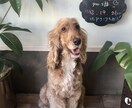 ペットモデル自撮り提供いたします イングリッシュコッカースパニエル3歳の写真を提供いたします。 イメージ2