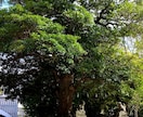 レイキヒーリングをします ゆったりした癒しをお届けします♡初回限定価格500円 イメージ1