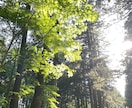 彼の一言で天国と地獄になる恋をしてる人相談のります 彼に振り回される恋愛、もうやめたい人の相談のります イメージ3