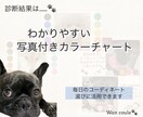 ペット（犬専門）パーソナルカラー診断します 犬パーソナルカラー診断の資格者が愛犬の魅力を色で引き出します イメージ7