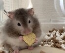 ハムスター飼育についてのアドバイスします 些細な疑問やうちの子自慢でも！気軽にお話ししてください♡ イメージ1