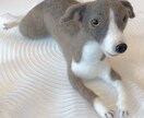 大切なペットちゃんのお人形を作ります 完成まで2週間。途中経過のお写真ご覧頂けます イメージ3