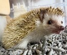 哺乳類・爬虫類・鳥類・両生類・奇蟲飼育相談乗ります 自宅で飼育している生体の飼育方法等相談乗ります イメージ9