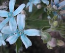 花の種　いろいろ　選べます 自家栽培の種ですが、いろいろあります。 イメージ3