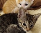 可愛い猫の写真よろしくおねがいします 可愛い猫の写真ですよろしくお願い致します イメージ7