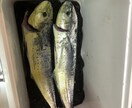 釣り初心者の方、お困り事を究極解決いたします 釣り初心者！釣り始めたい方が使うアドバイザー イメージ5