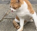 愛する家族様（犬や猫）の気持ちを覗きます 本日より再開します。よろしくお願いします イメージ2