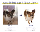 ペットやお子様の写真でLINEスタンプを制作します 50種類以上の豊富なデザイン！8個 ¥3,000〜で満足♪ イメージ2