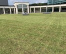 芝生のお悩み聞きます 野芝、コウライ芝、ティフトン、セントオーガスチンなどのご相談 イメージ9
