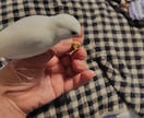 鳥さんとの暮らしのアドバイスします 鳥さんの小さな悩みにお答えします✨ イメージ2