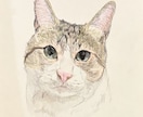 お家の猫ちゃんの似顔絵描きます 色鉛筆で丁寧に仕上げます！！お顔中心に描かせて戴きます。 イメージ6