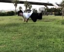 とても楽しいパルクール、トリッキングをお教えします 大人から子供まで全力で楽しめます！ イメージ8