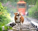 ペットロス。お話聞きます 思い出話、悲しい気持ち、なんでも話してくださいね。 イメージ4