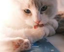 ペットの可愛い瞬間を出張撮影いたします 猫2匹と暮らすカメラマンがペットの記念撮影を行います！ イメージ8