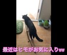 動画のテロップ入れます 動画のカット・テロップをファイナルカットプロで作成します。 イメージ2