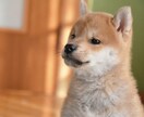 虹の橋を渡ったあの子からのメッセージをお伝えします きっとあなたへ伝えたい事が沢山あるはず イメージ1