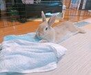 飼いたい人必見！うさぎさんとの生活をお伝えします 近年注目のペットであるうさぎさん。うさ飼いさんの暮らしとは？ イメージ6