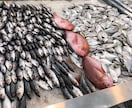 得意分野(生物・料理等)多いです！全力で書きます 特に生き物や自然環境のこと、料理の事など、お任せを イメージ2