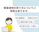 観葉植物が元気ない？原因と対処法をアドバイスします 写真付き相談OK初心者の方育て方・置き場所・水やり イメージ1