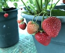 ベランダ菜園水耕栽培を写真から一緒に考えます 日当たり・場所・容器に合わせて初心者向けの栽培方法をご提案 イメージ3