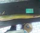 琵琶湖ウナギポイント教えます 琵琶湖ウナギポイント教えます。実績のあるポイントを教えます。 イメージ3